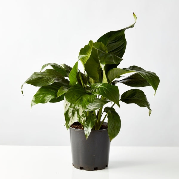 Peace Lily Blue Moon 200mm - Gro Urban Oasis