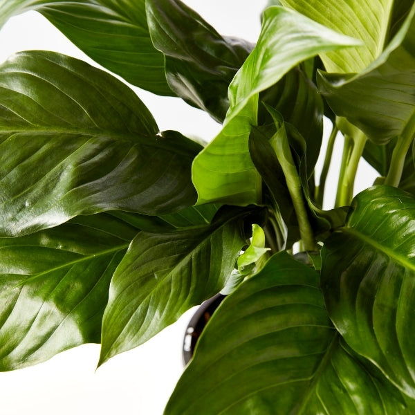 Peace Lily Blue Moon 200mm - Gro Urban Oasis
