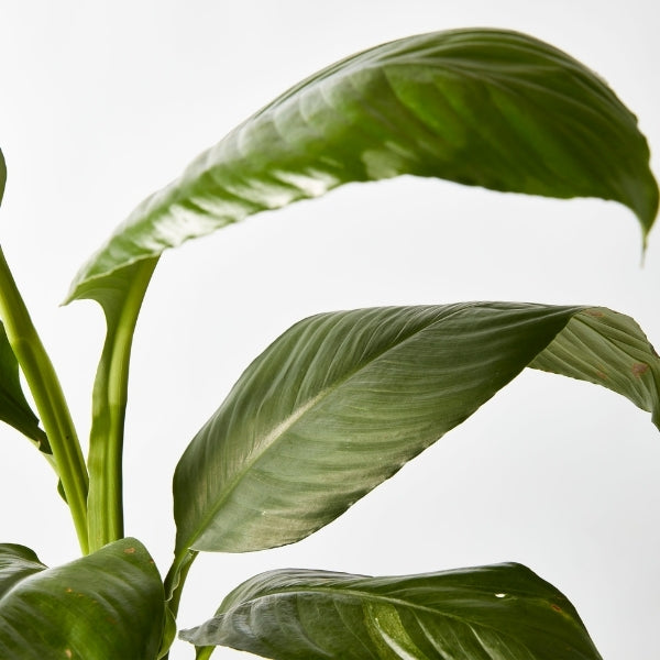 Peace Lily Sensation 200mm - Gro Urban Oasis