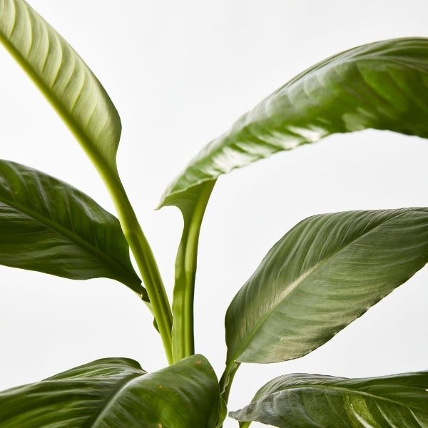 Peace Lily Sensation 200mm - Gro Urban Oasis