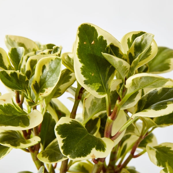 Peperomia Albo 125mm - Gro Urban Oasis
