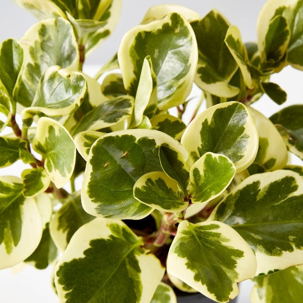 Peperomia Albo 125mm - Gro Urban Oasis