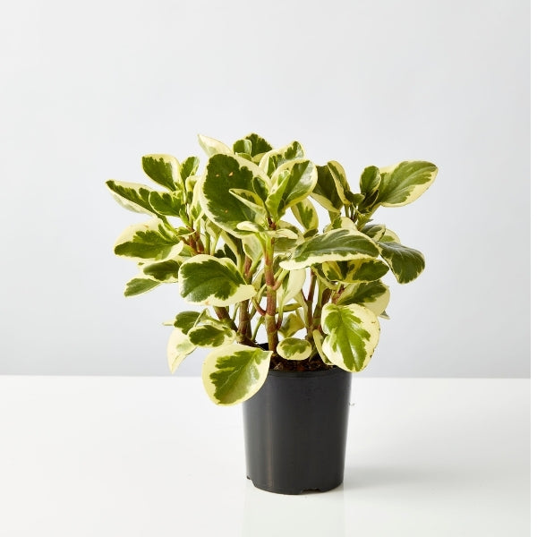 Peperomia Albo 125mm - Gro Urban Oasis