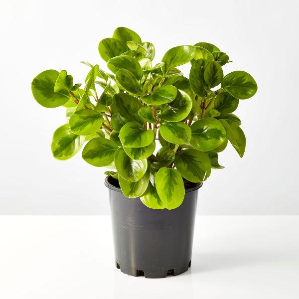 Peperomia Lemon Lime 200mm - Gro Urban Oasis
