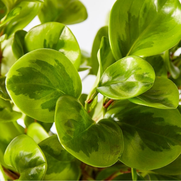 Peperomia Lemon Lime 200mm - Gro Urban Oasis
