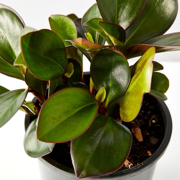 Peperomia Red Edge 200mm - Gro Urban Oasis