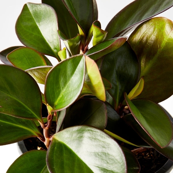 Peperomia Red Edge 200mm - Gro Urban Oasis
