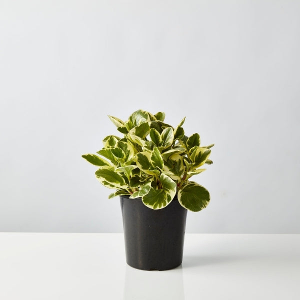 Peperomia Variegated 180mm - Gro Urban Oasis