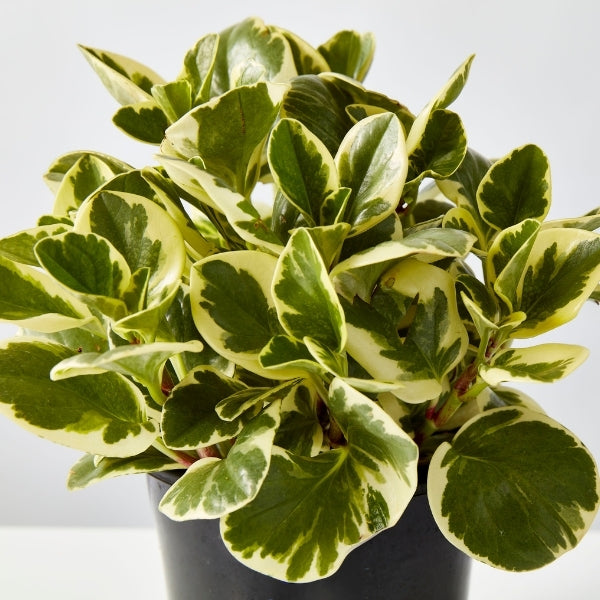 Peperomia Variegated 180mm - Gro Urban Oasis