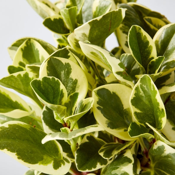Peperomia Variegated 180mm - Gro Urban Oasis