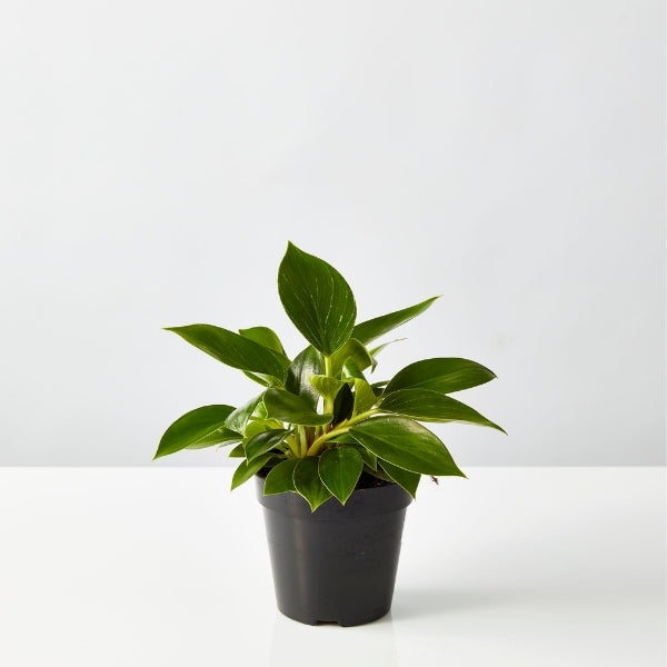 Philodendron Birkin 120mm - Gro Urban Oasis
