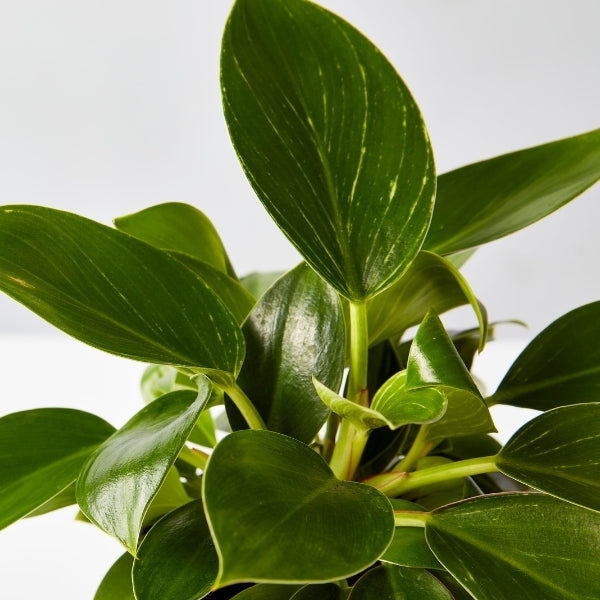 Philodendron Birkin 120mm - Gro Urban Oasis