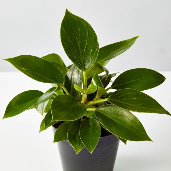Philodendron Birkin 120mm - Gro Urban Oasis