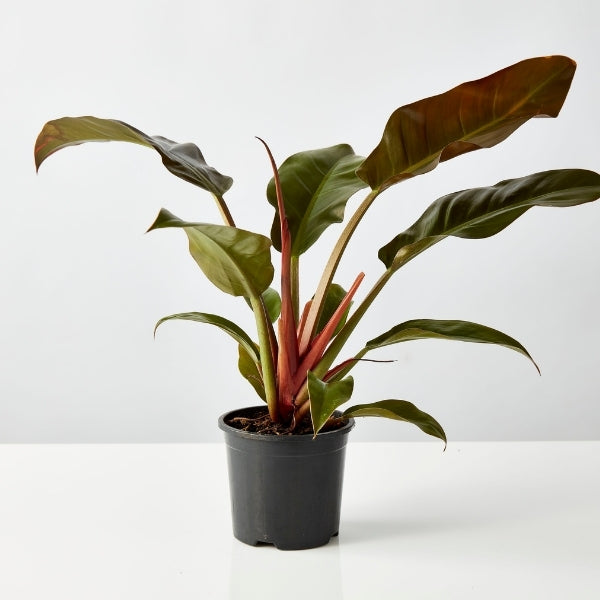 Philodendron Imperial Red 130mm - Gro Urban Oasis