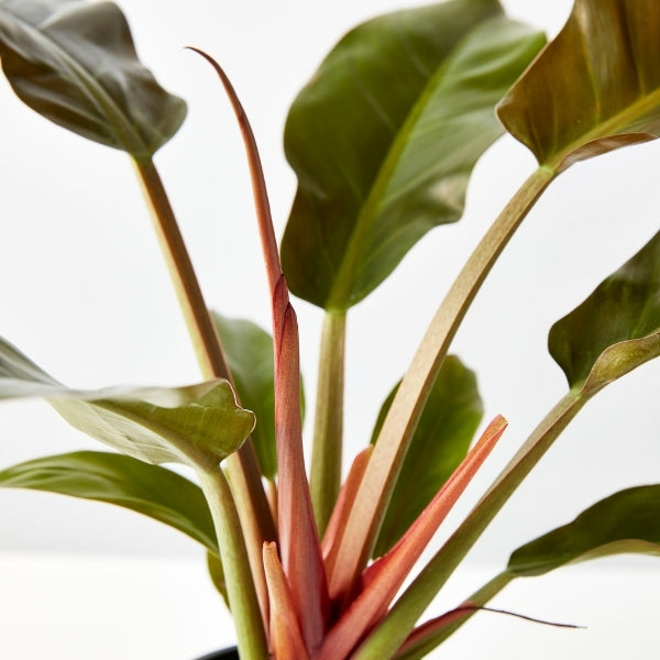 Philodendron Imperial Red 130mm - Gro Urban Oasis