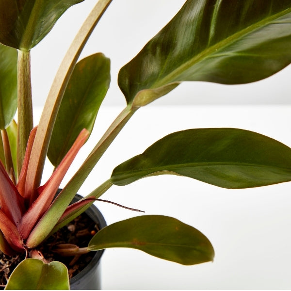 Philodendron Imperial Red 130mm - Gro Urban Oasis