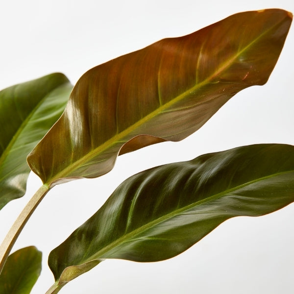Philodendron Imperial Red 130mm - Gro Urban Oasis
