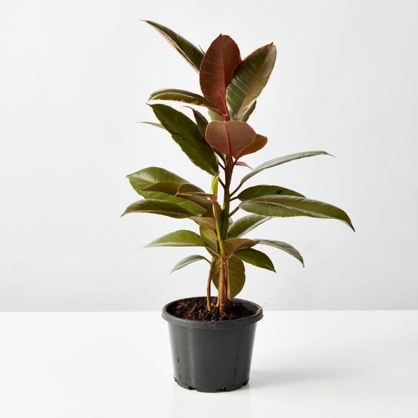 Ruby Rubber Plant 130mm - Gro Urban Oasis