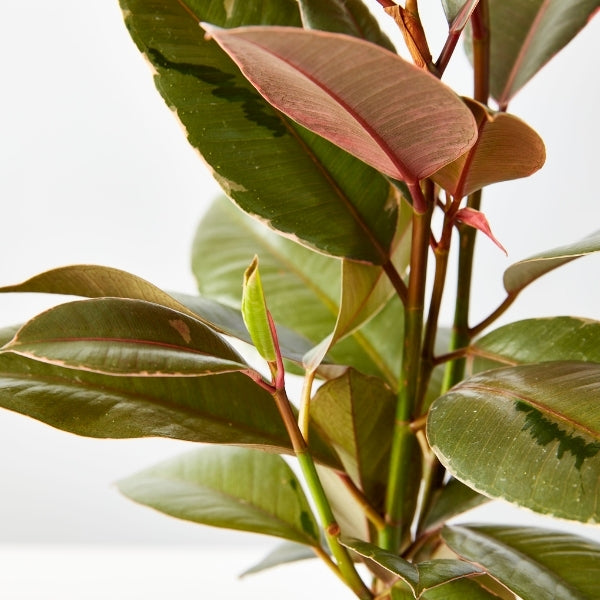 Ruby Rubber Plant 130mm - Gro Urban Oasis
