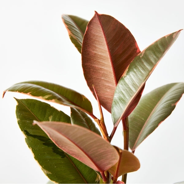 Ruby Rubber Plant 130mm - Gro Urban Oasis