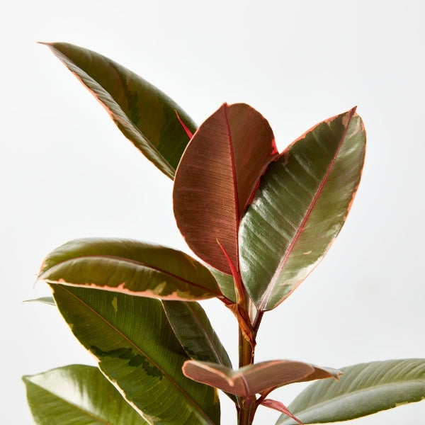 Ruby Rubber Plant 130mm - Gro Urban Oasis