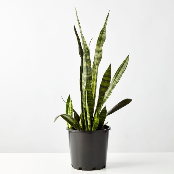 Snake Plant 200mm - Gro Urban Oasis