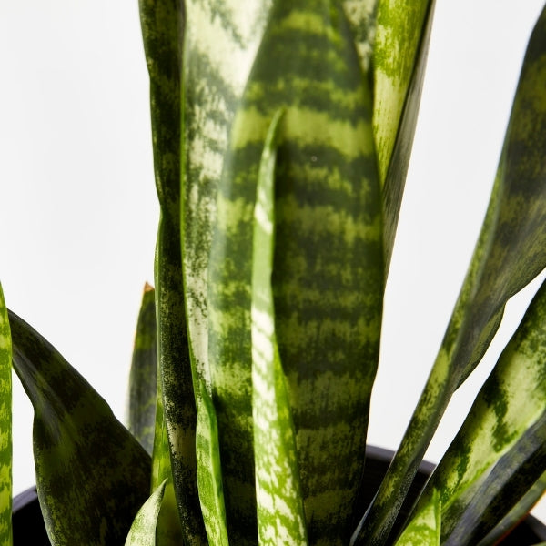 Snake Plant 200mm - Gro Urban Oasis