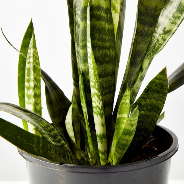 Snake Plant 200mm - Gro Urban Oasis