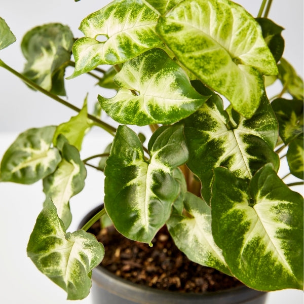 Syngonium Pixie 130mm - Gro Urban Oasis