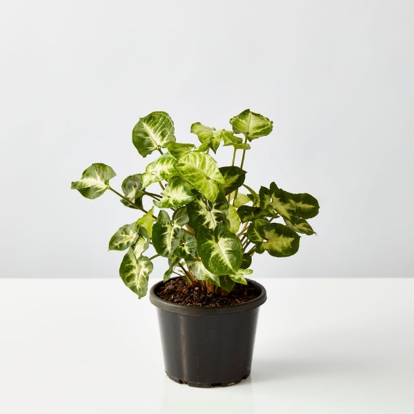 Syngonium Pixie 130mm - Gro Urban Oasis