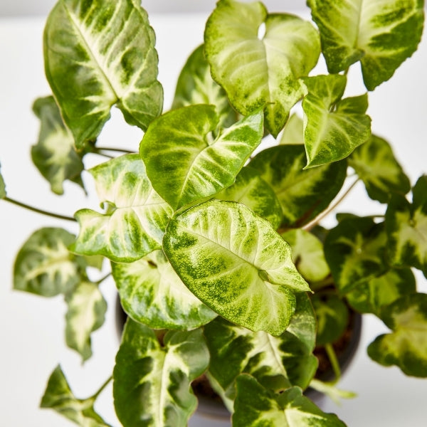 Syngonium Pixie 130mm - Gro Urban Oasis