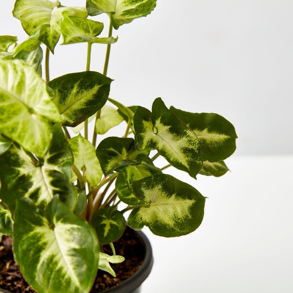 Syngonium Pixie 130mm - Gro Urban Oasis