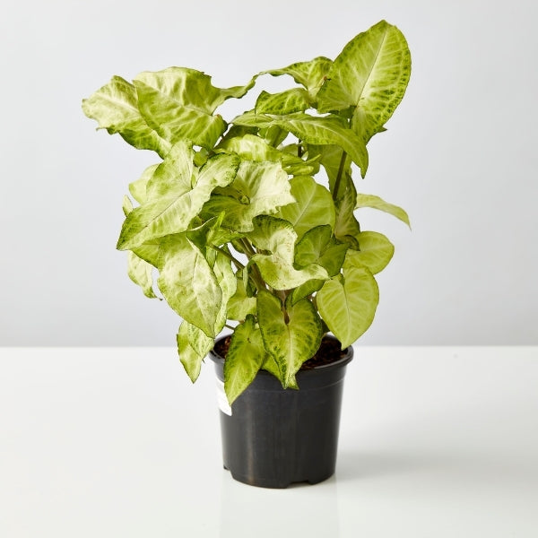Syngonium White Butterfly 130mm - Gro Urban Oasis