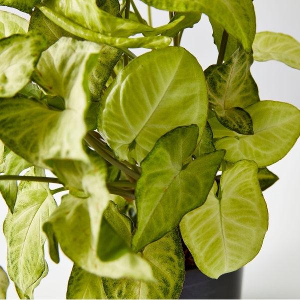 Syngonium White Butterfly 130mm - Gro Urban Oasis