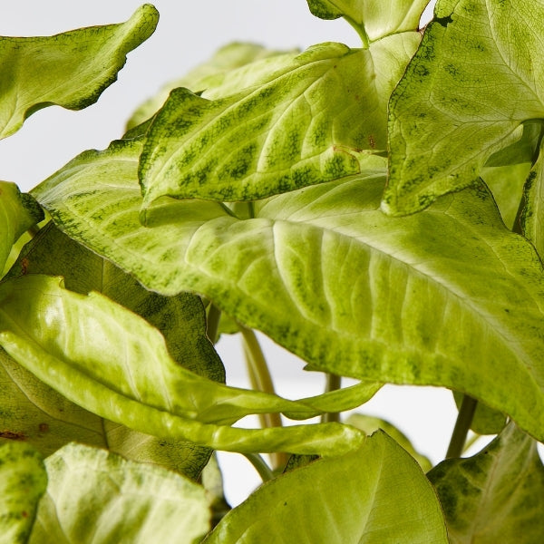 Syngonium White Butterfly 130mm - Gro Urban Oasis