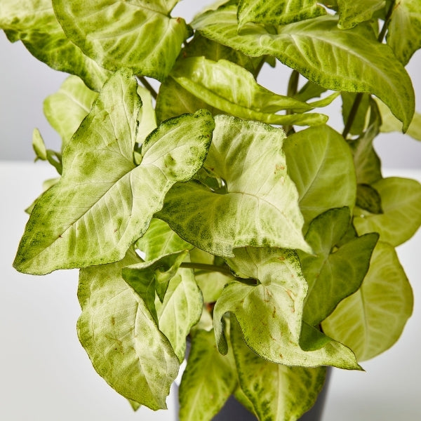 Syngonium White Butterfly 130mm - Gro Urban Oasis