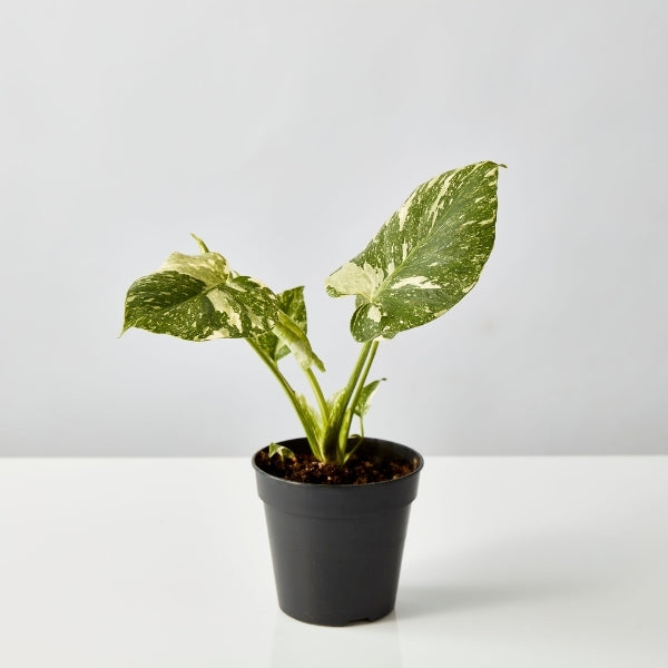 Monstera Thai Constellation 120mm - Gro Urban Oasis