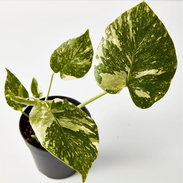 Monstera Thai Constellation 120mm - Gro Urban Oasis