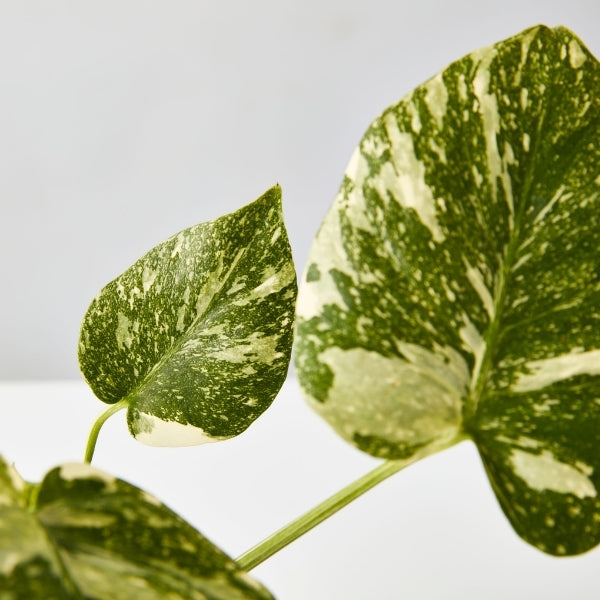 Monstera Thai Constellation 120mm - Gro Urban Oasis