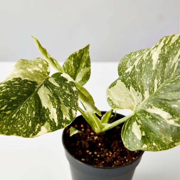 Monstera Thai Constellation 120mm - Gro Urban Oasis