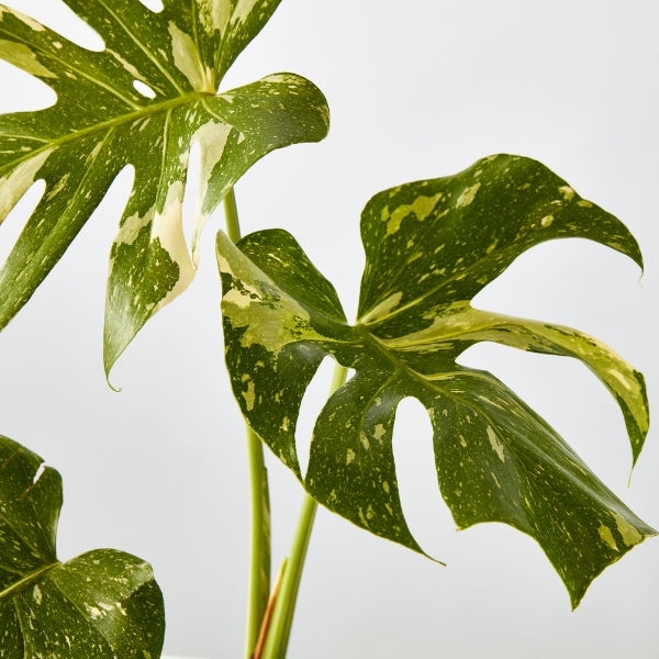Monstera Thai Constellation 170mm - Gro Urban Oasis