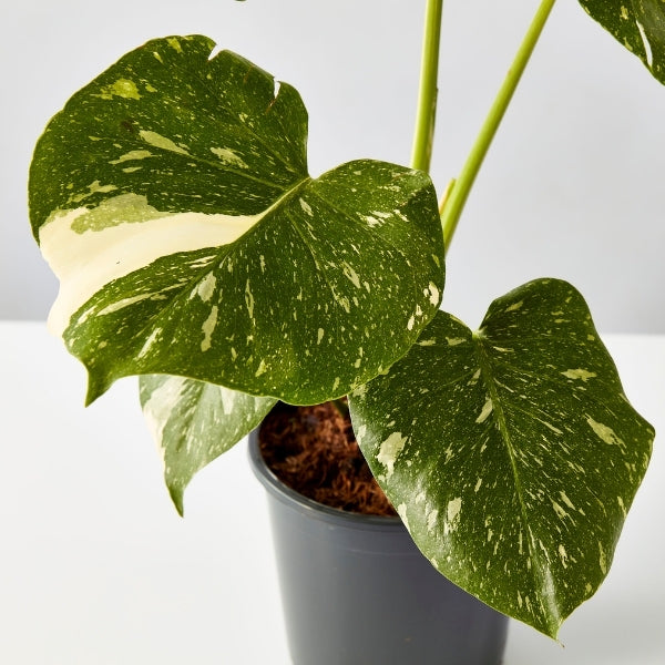 Monstera Thai Constellation 170mm - Gro Urban Oasis