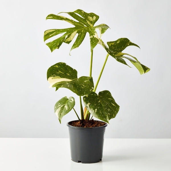 Monstera Thai Constellation 170mm - Gro Urban Oasis
