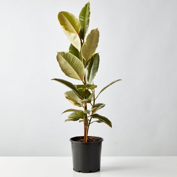 Tineke Rubber Plant 200mm - Gro Urban Oasis