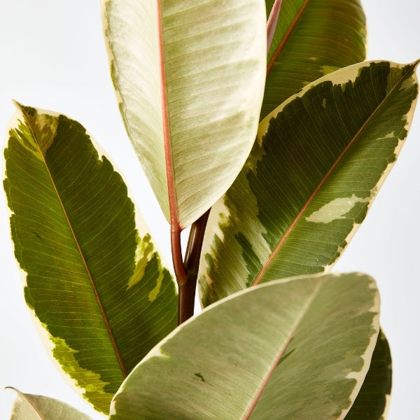 Tineke Rubber Plant 200mm - Gro Urban Oasis