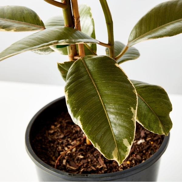 Tineke Rubber Plant 200mm - Gro Urban Oasis