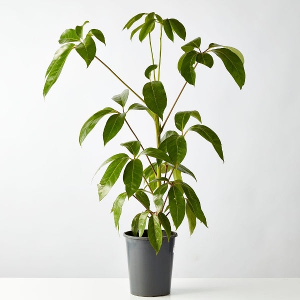 Umbrella Tree (Schefflera Amate) 200mm - Gro Urban Oasis