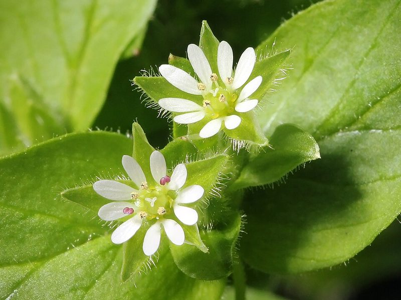 Chickweed with small white star-shaped flowers