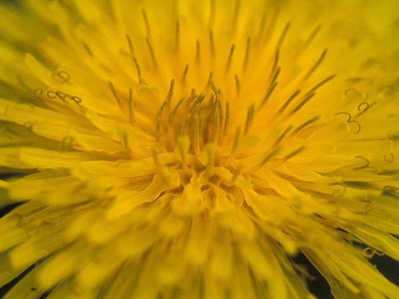 Close-up of a yellow dandelion flower head