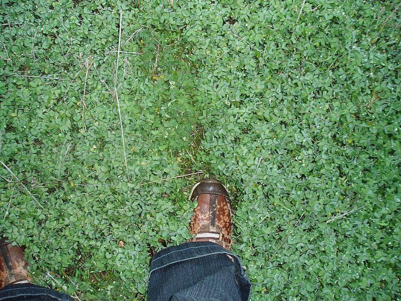 A dense patch of soursob leaves covering the ground